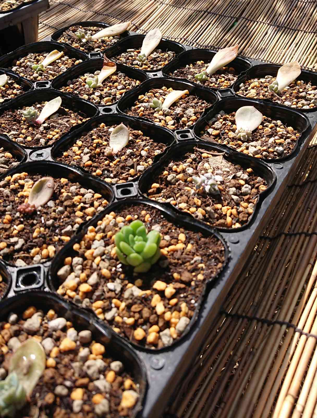 多肉の葉挿しの植え替え✨｜🍀GreenSnap（グリーンスナップ）