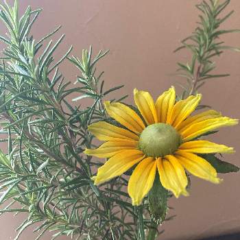 ルドベキア プレーリーサンの投稿画像一覧 Greensnap グリーンスナップ