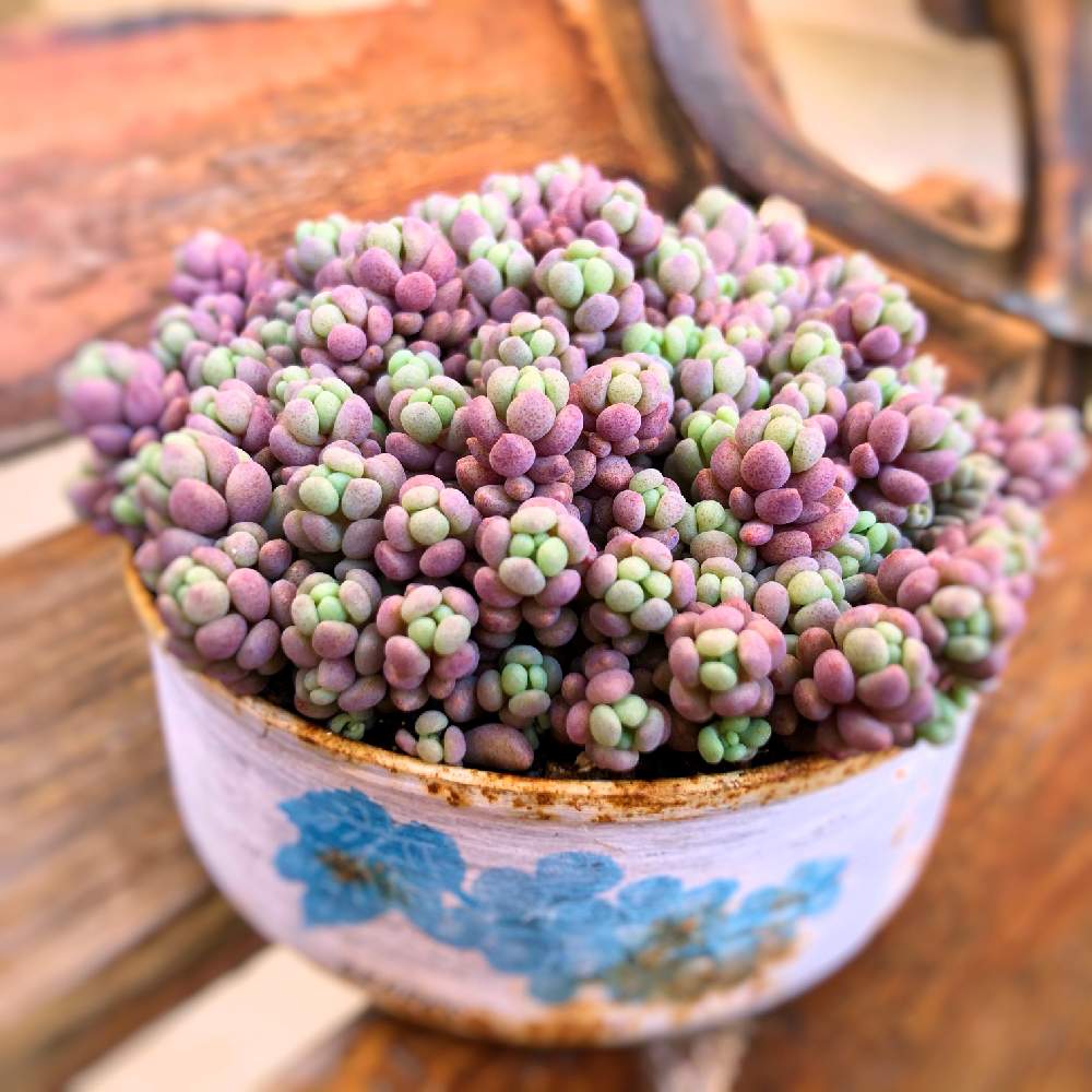 パープルヘイズ セダム 多肉植物 おまけ付き エケベリア・セダム パープルヘイズ セダム 多肉植物 おまけ付き エケベリア・セダム