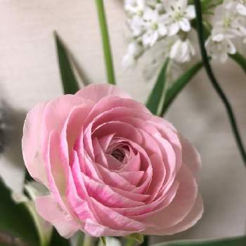 日比谷花壇西武池袋の投稿画像一覧 Greensnap グリーンスナップ