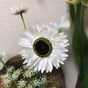 日比谷花壇西武池袋の投稿画像一覧 Greensnap グリーンスナップ