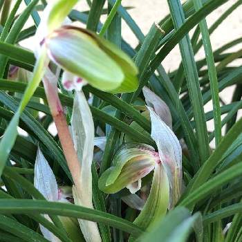 春蘭 通称 ジジババ の投稿画像一覧 Greensnap グリーンスナップ