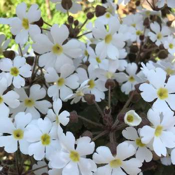 プリムラ シネンシスの投稿画像一覧 Greensnap グリーンスナップ