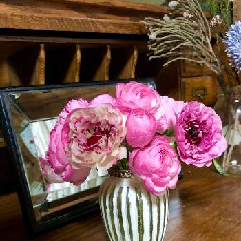 ラナンキュラス シャルロットの投稿画像一覧 Greensnap グリーンスナップ