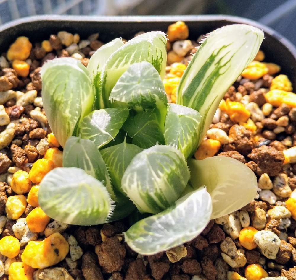 ハオルチア夏まつりの投稿画像 By たれぱんだ7号さん まだ初心者とヤフオクと多肉4年生と私の癒しとマイコレクションと多肉女子と埼玉タニラーと大好き ハオルチアとハオルチア267号 21月3月12日 Greensnap グリーンスナップ