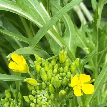 水菜 の投稿画像一覧 Greensnap グリーンスナップ