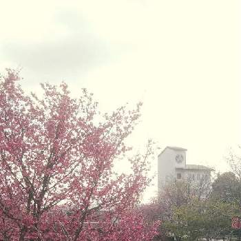 掛川桜の投稿画像一覧 Greensnap グリーンスナップ