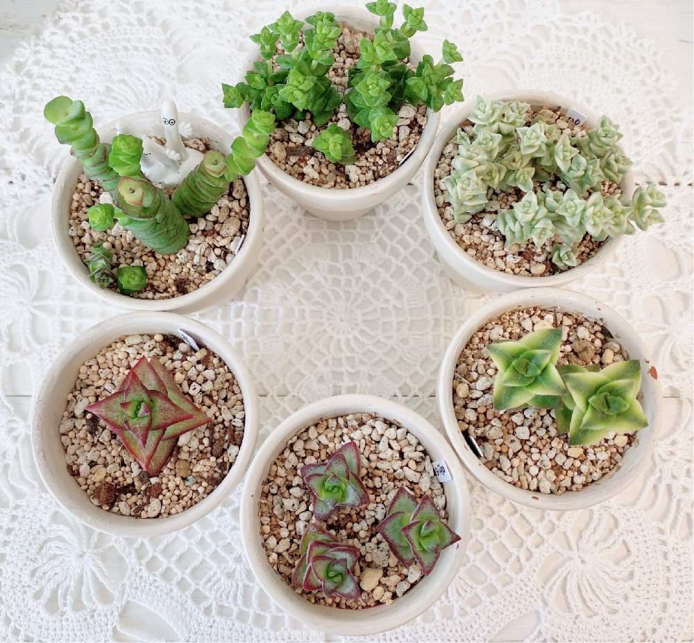 星の王子の投稿画像 By Sakusako さん 南十字星と星乙女と小米星とパステルと舞乙女と多肉 植物と冬は室内管理とクラッスラ属と今日の可愛いコと今日の一枚とリメ鉢と多肉女子と多肉棚とかわいいな と北海道 21月3月12日 Greensnap グリーンスナップ