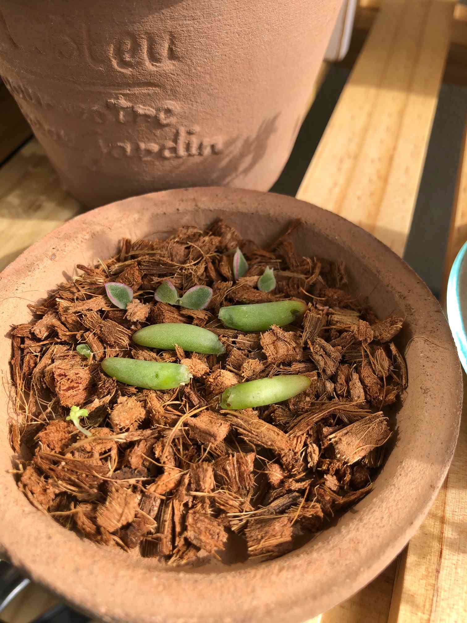 八千代の葉挿し記録｜🍀GreenSnap（グリーンスナップ）