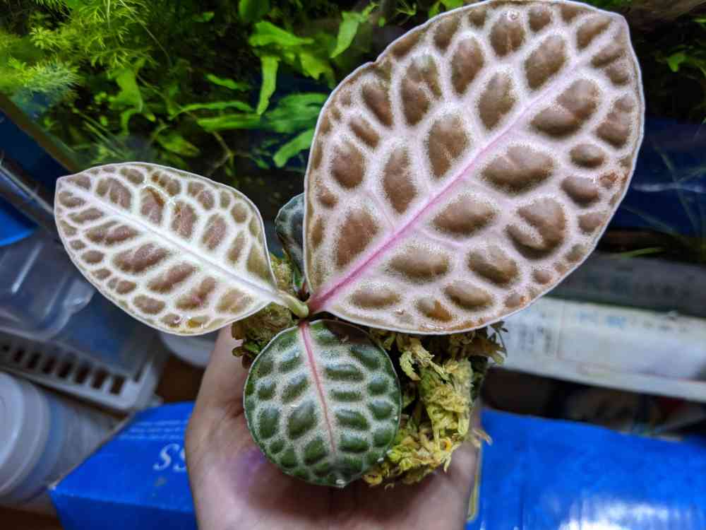 アルディシアsp.タートルバックの一覧|🍀GreenSnap(グリーン アルディシアsp.タートルバックの一覧|🍀GreenSnap(グリーン