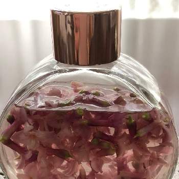 沈丁花の花の投稿画像一覧 Greensnap グリーンスナップ