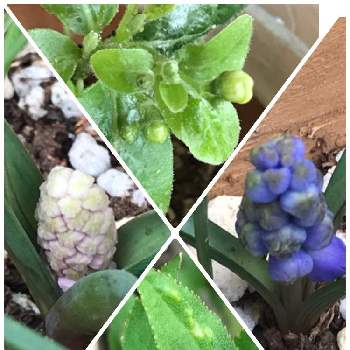 姫ウツギの投稿画像一覧 Greensnap グリーンスナップ