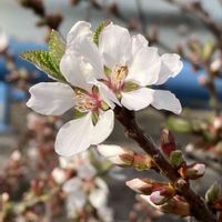 ユスラウメ,庄下川　遊歩道,❀白の幻想❀,樹々のささやきの画像