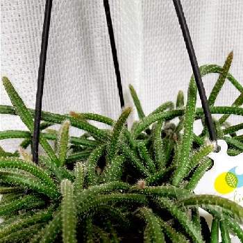 リプサリス ホリダの投稿画像一覧 Greensnap グリーンスナップ