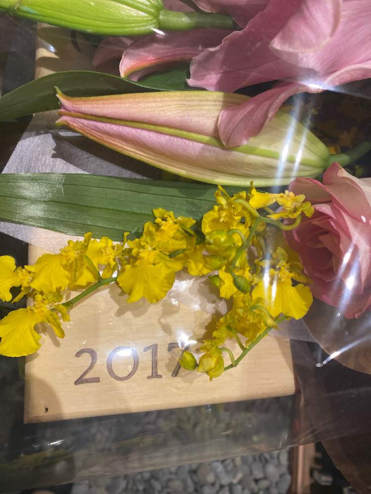 ゆうなさんの投稿画像 21月3月12日 Greensnap グリーンスナップ