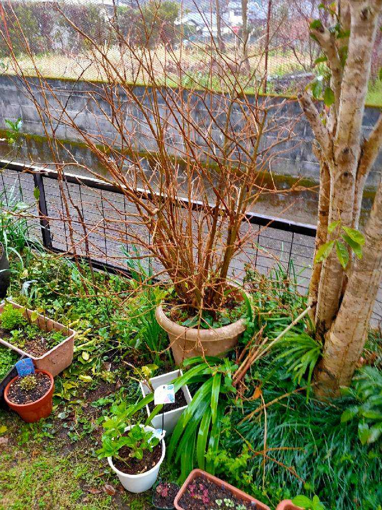 ニオイバンマツリの剪定 Greensnap グリーンスナップ