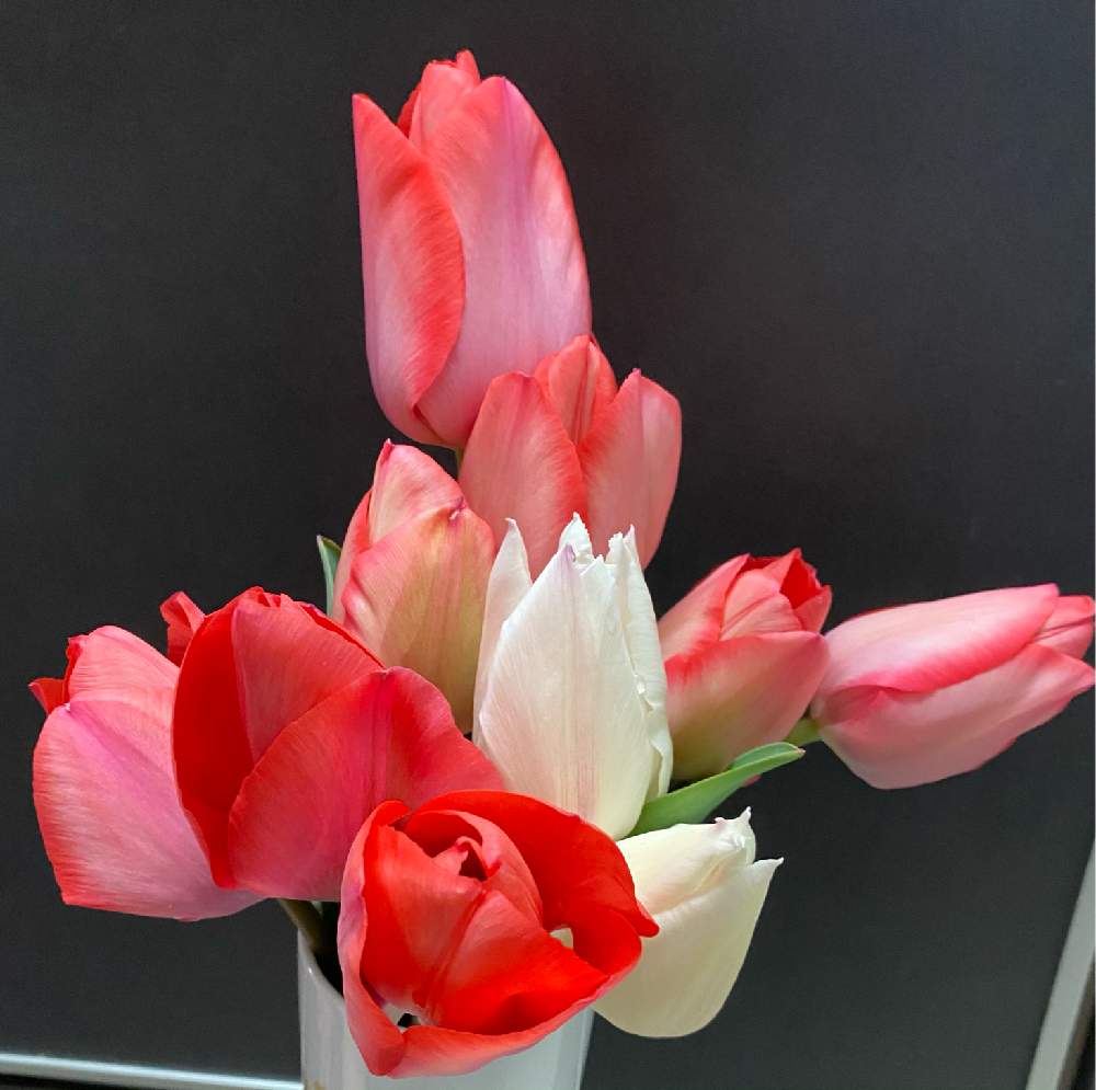 チューリップの投稿画像 By のりさん 癒しと花のある暮らしとお花を楽しむとおうち園芸 21月3月12日 Greensnap グリーンスナップ