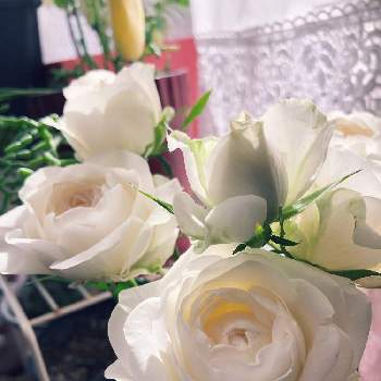 白い薔薇 の投稿画像一覧 Greensnap グリーンスナップ