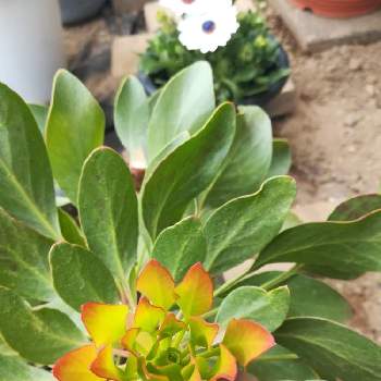 葉芽の投稿画像一覧 Greensnap グリーンスナップ