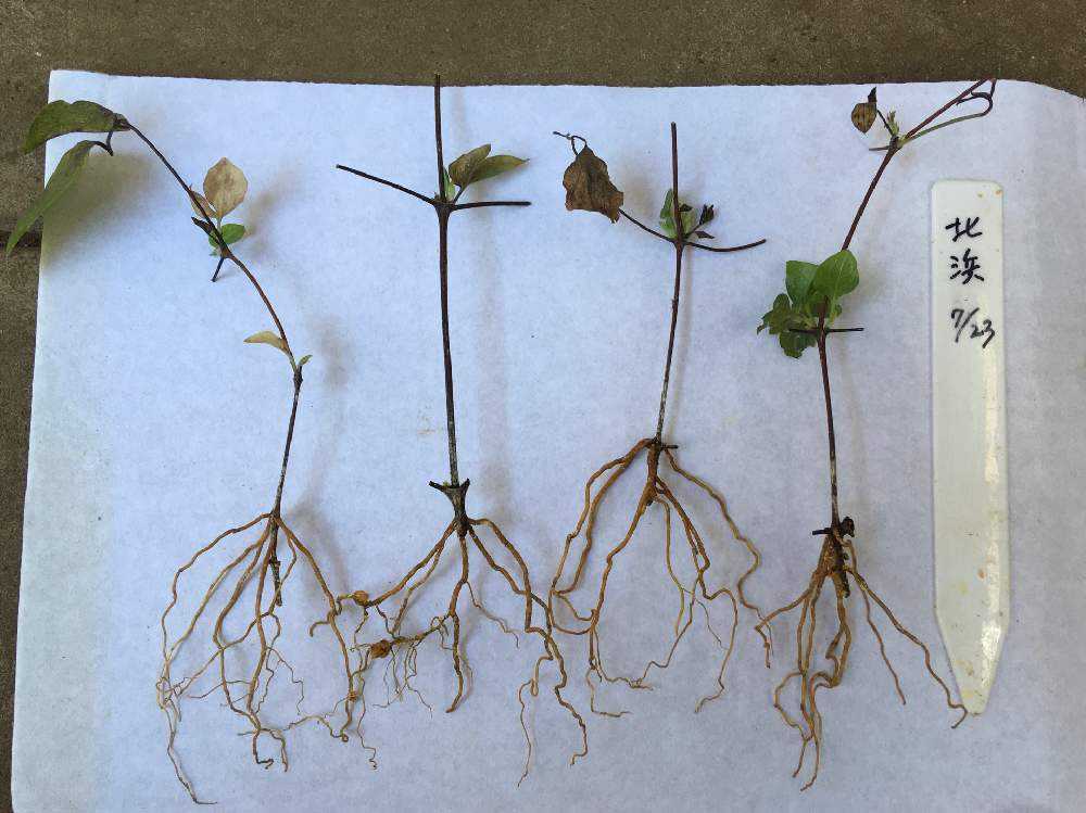 クレマチスの挿し木に挑戦｜🍀GreenSnap（グリーンスナップ）