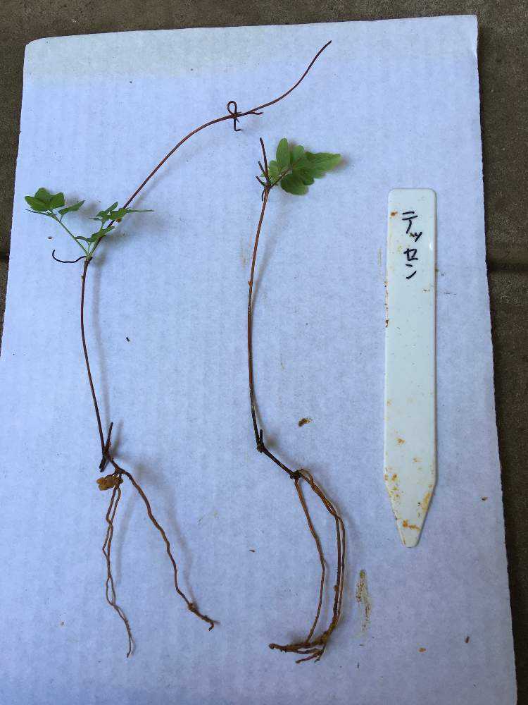 クレマチスの挿し木に挑戦｜🍀GreenSnap（グリーンスナップ）