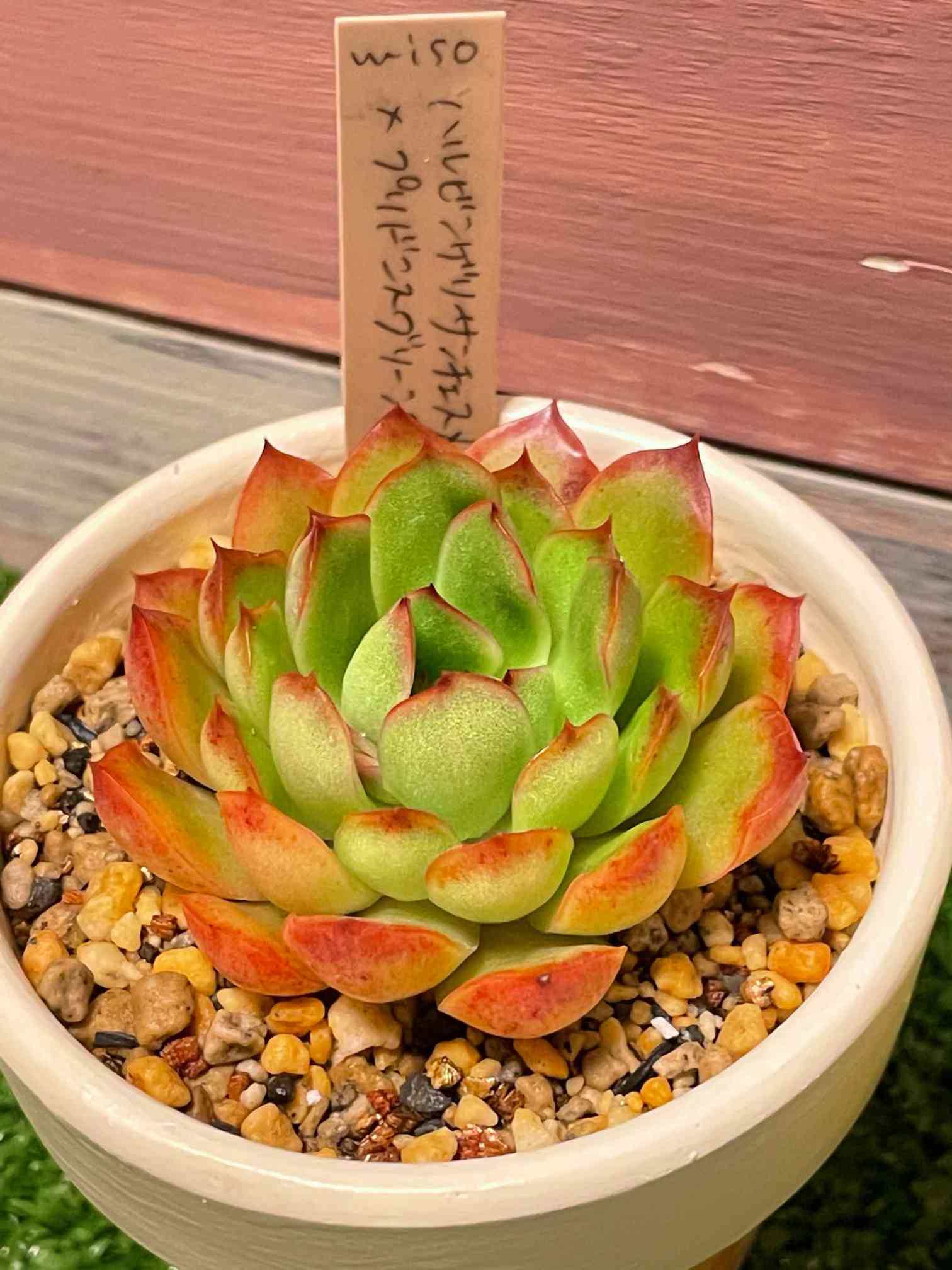 miso苗の一覧｜🍀GreenSnap（グリーンスナップ）