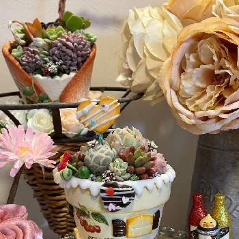 ツインベリー多肉の投稿画像一覧 Greensnap グリーンスナップ