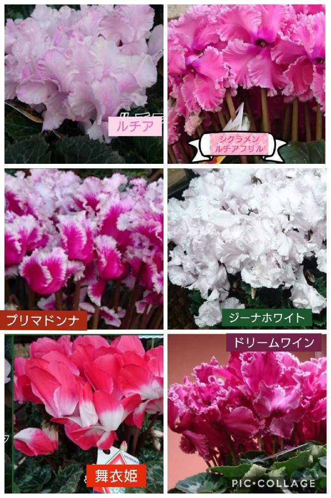 みんなのシクラメン図鑑 2021.3.14|🍀GreenSnap(グリーン みんなのシクラメン図鑑 2021.3.14|🍀GreenSnap(グリーン