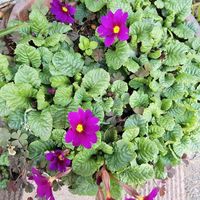 深山桜草,ミヤマサクラソウ,原種プリムラ系のミヤマサクラソウ？,スプリングエフェメラル,モコ家エントランスの画像