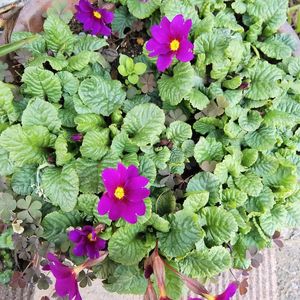 深山桜草,ミヤマサクラソウ,原種プリムラ系のミヤマサクラソウ？,スプリングエフェメラル,モコ家エントランスの画像