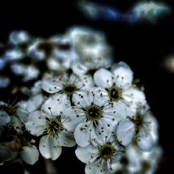 小手鞠の画像 by yumyumyumさん | 小さな庭と小手鞠と白い花と植木とおうち園芸