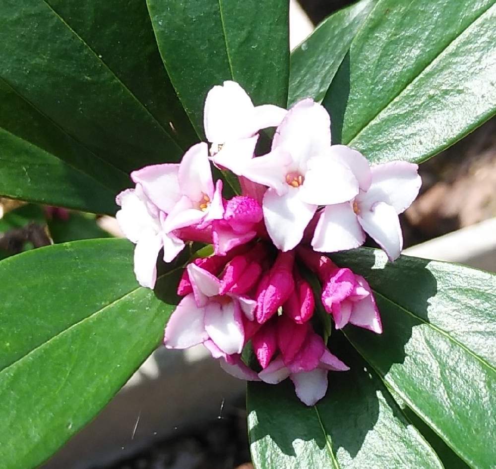 沈丁花 じんちょうげ の投稿画像 By Monchanさん 鉢植えと開花 と香りと挿し木から育てる 21月3月13日 Greensnap グリーンスナップ