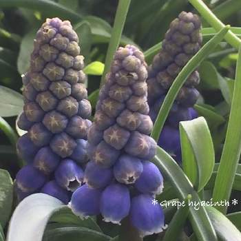 グレープヒヤシンスの投稿画像一覧 Greensnap グリーンスナップ