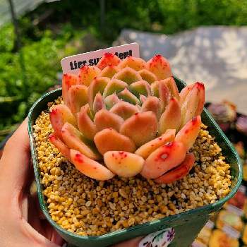 オレンジ系プレゼントを選ぼう アバンギャルド Lier苗 カット苗 リエール オレンジ 多肉植物 植物 観葉植物 インテリア小物オレンジ 系 17 468 Eur Artec Fr