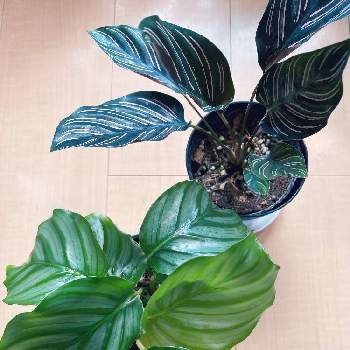 カラテア サンデリアーナの投稿画像一覧 Greensnap グリーンスナップ