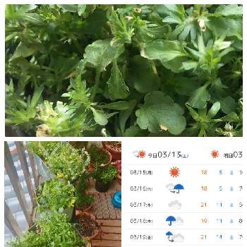 病気の投稿画像一覧 Greensnap グリーンスナップ 病気の投稿画像一覧 Greensnap グリーンスナップ
