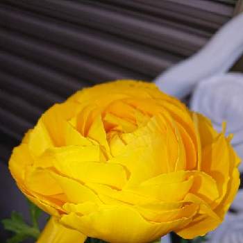 黄色いラナンキュラスの画像 by 薔薇姫さん | 小さな庭とラナンキュラスと癒される♡とラナンキュラスの輝きと黄色いラナンキュラスとまきまきラナンキュラスとラナンキュラス♪と#ラナンキュラスと＊ラナンキュラスとラナンキュラス✿と素敵なラナンキュラスと  ラナンキュラス  とかわぃぃ。と黄色のお花と❤️ラナンキュラスと❤️LOVE ラナンキュラスとキュートと❇︎ラナンキュラスとキュート♡とかわいいと❤️大好きラナンキュラスとラナンキュラスの花