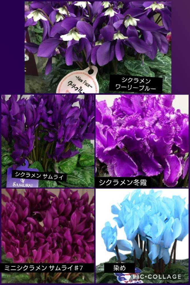 みんなのシクラメン図鑑 2021.3.14｜🍀GreenSnap（グリーン