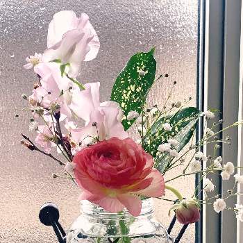 ゴッドセフィアナの画像 by ner0l1さん | 玄関とカスミソウとスイートピーとラナンキュラスと啓翁桜とゴッドセフィアナと切り花とお花の定期便とサブスクとcalm