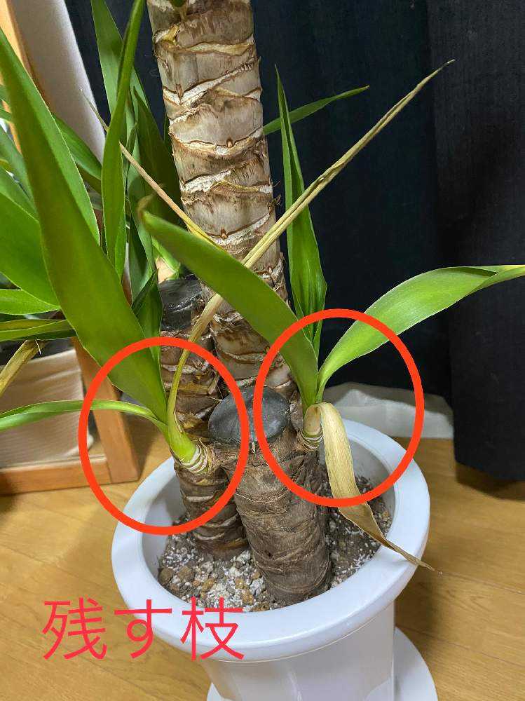ユッカの根腐れから復活までの記録 Greensnap グリーンスナップ