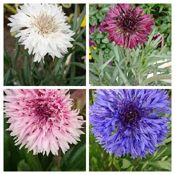 矢車草 の投稿画像一覧 Greensnap グリーンスナップ