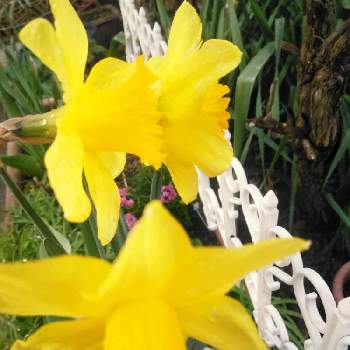 素敵ですねの画像 by かこちゃんさん | 小さな庭とラッパ水仙と元気に咲いてと可愛いお花とお花大好きとおうち園芸と可愛い姿と春ですね♪と素敵ですねと花のある暮らしと小さな庭❀と富士山麓と黄色いお花とスマホ撮り