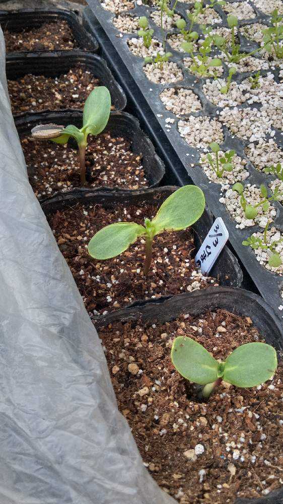ひまわり 発芽 生育中 Greensnap グリーンスナップ