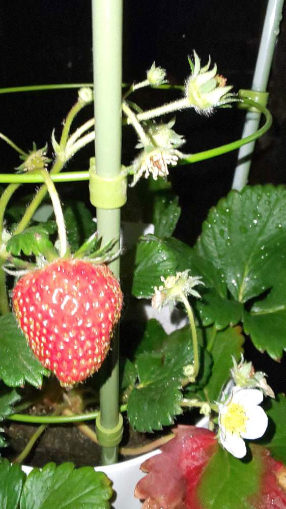 イチゴの投稿画像 By ユキサトさん いちごの花 21月3月13日 Greensnap グリーンスナップ