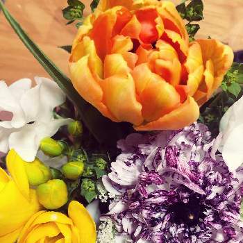 ラナンキュラス モロッコの投稿画像一覧 Greensnap グリーンスナップ