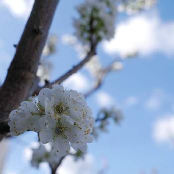 すももの花の投稿画像一覧 Greensnap グリーンスナップ すももの花の投稿画像一覧 Greensnap グリーンスナップ