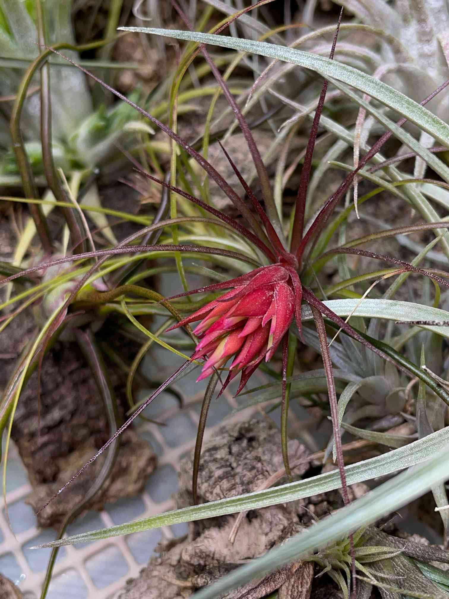 ブラジル赤花の一覧｜🍀GreenSnap（グリーンスナップ）