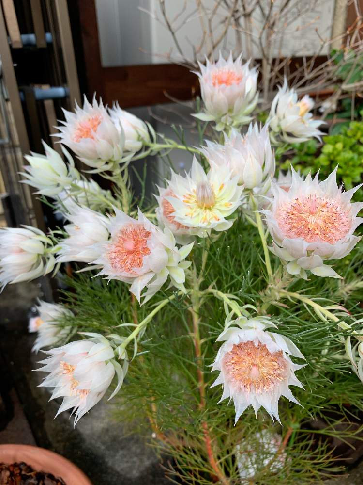 ジョーイセルリア ブラッシングブライトの投稿画像 By Baron さん 車庫 21月3月13日 Greensnap グリーンスナップ Greensnap グリーンスナップ ジョーイセルリア ブラッシングブライトの投稿画像 By Baron さん 車庫 21月3月13日 Greensnap グリーンスナップ Greensnap グリーンスナップ