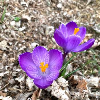 紫のクロッカスの画像 by ミンティーさん | 広い庭とクロッカスと紫のクロッカスと嬉しいと春の訪れと緑のある暮らしと癒されると可愛いと花のある暮らしと緑のある生活と球根植物