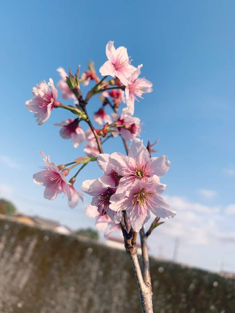 啓翁桜の投稿画像 By もちゃさん ピンクの花とgs映えとgs日和とおうち園芸とgreensnapmarcheと花のある暮らしとgreen Up と春に育てた花21 21月3月13日 Greensnap グリーンスナップ